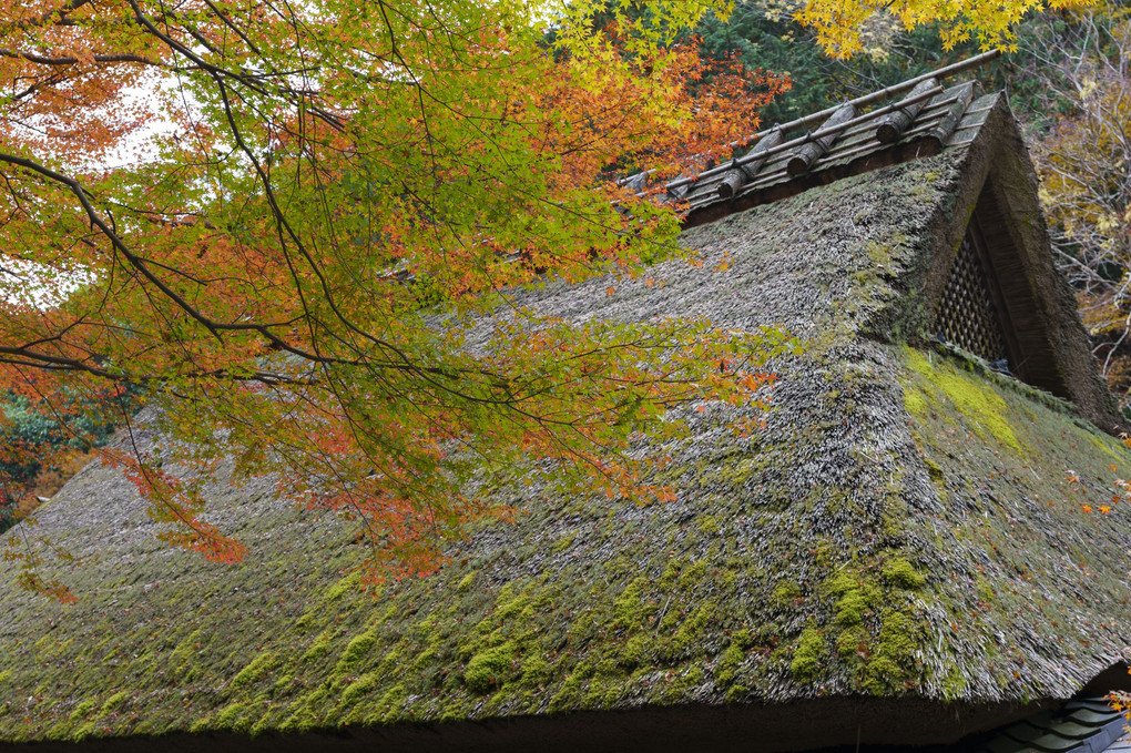 紅葉と藁葺き屋根
