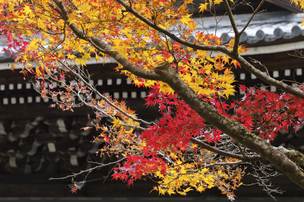 南禅寺の紅葉