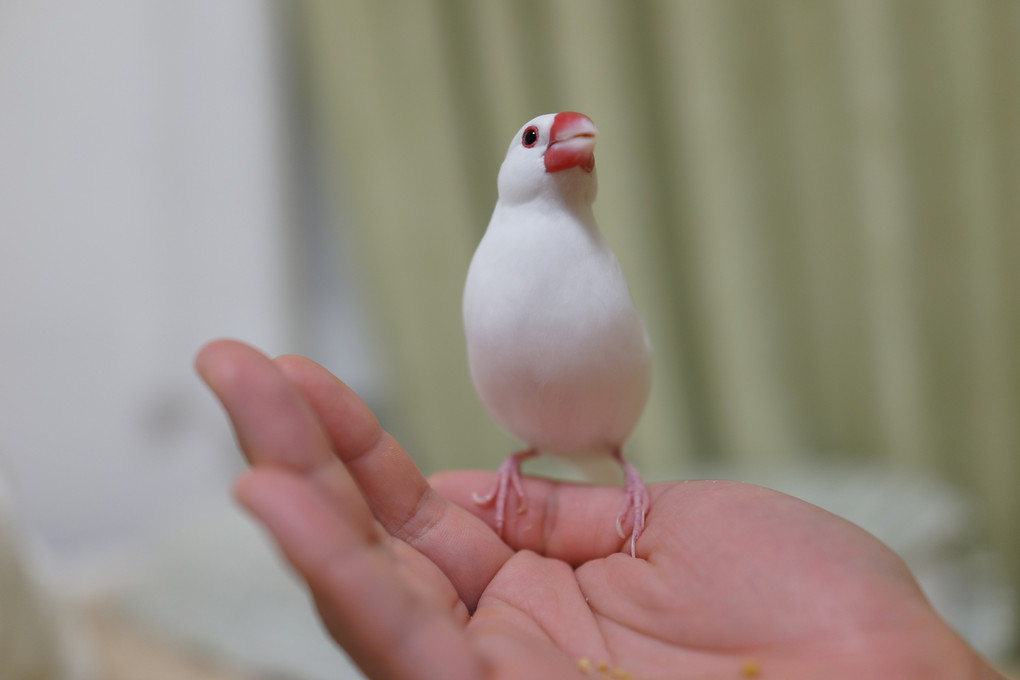 手のひらは食卓