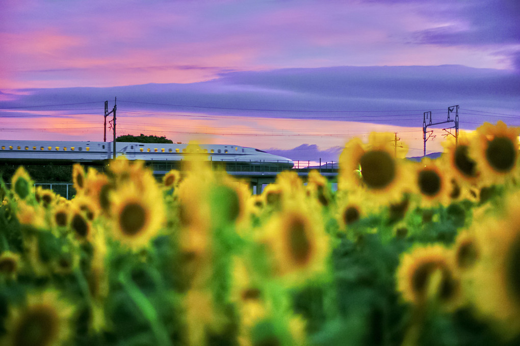 🌻ひまわり畑の夕暮れ🌻