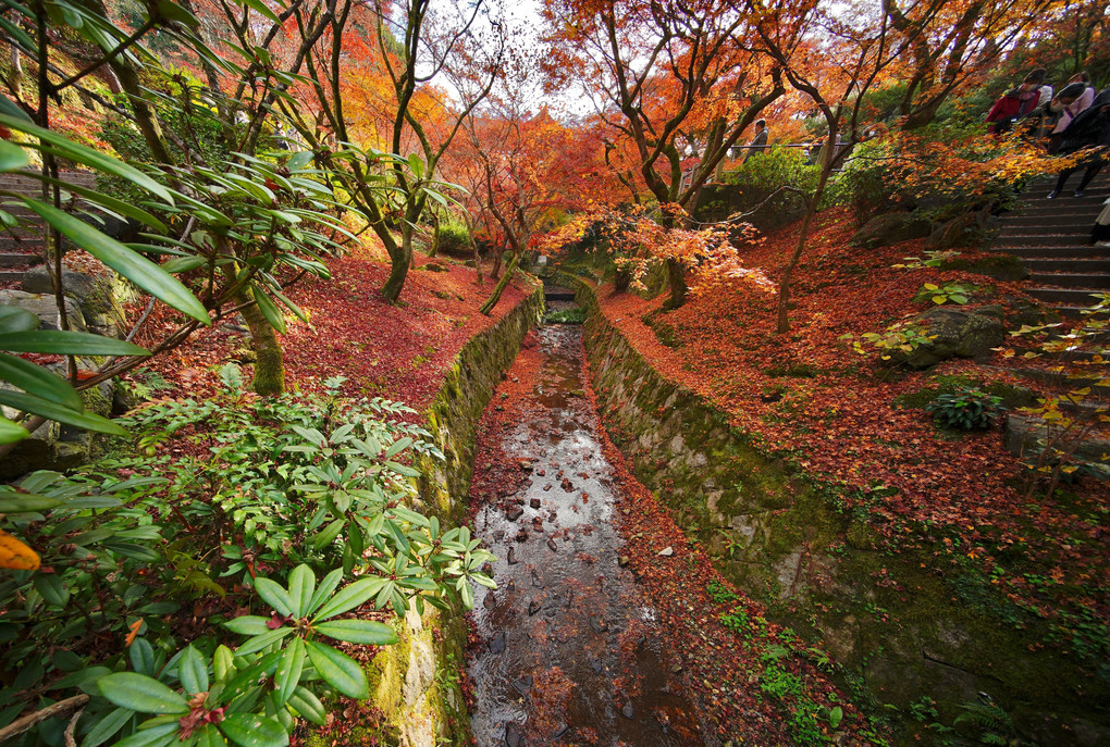 ✨  広角で巡る東福寺  ✨