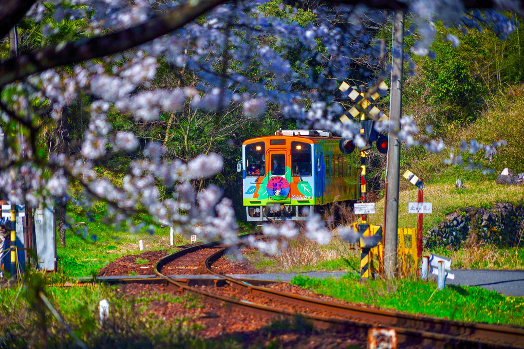 ⭐️ 樽見鉄道の春 ⭐️