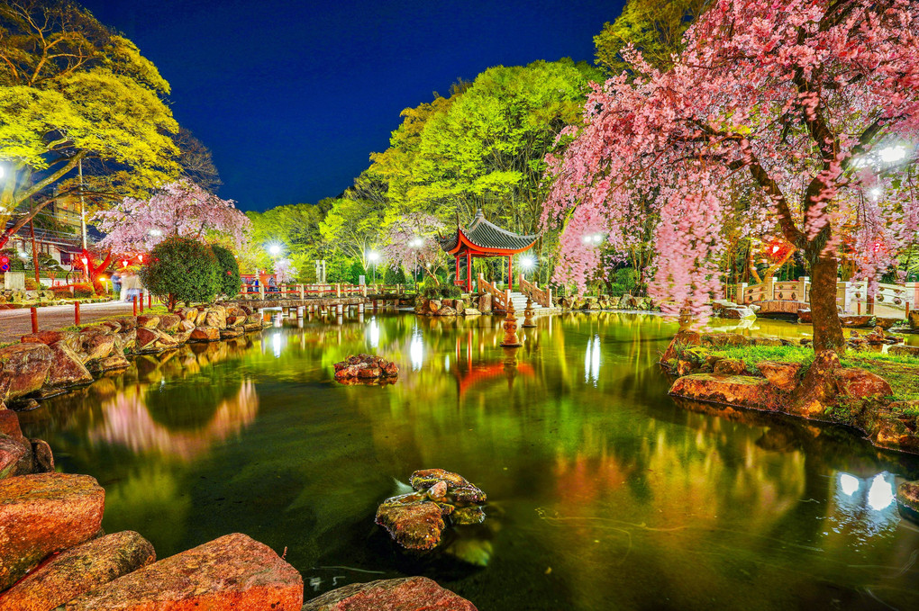 ⭐️ 庭園夜桜 ⭐️
