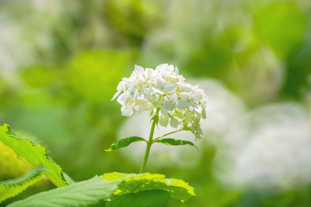 ⭐️ 白い紫陽花 ⭐️