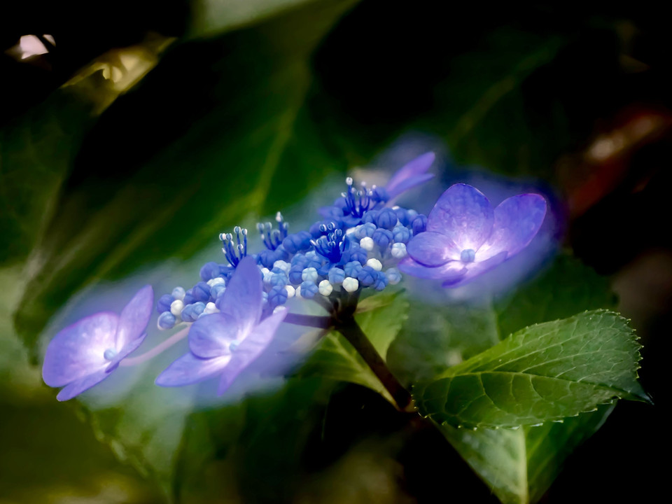 ✨光る紫陽花✨