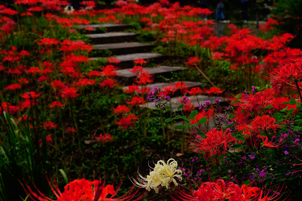 ✨彼岸花咲く寺✨