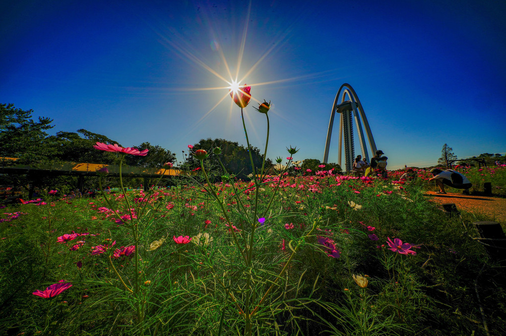 ✨コスモス咲く公園✨