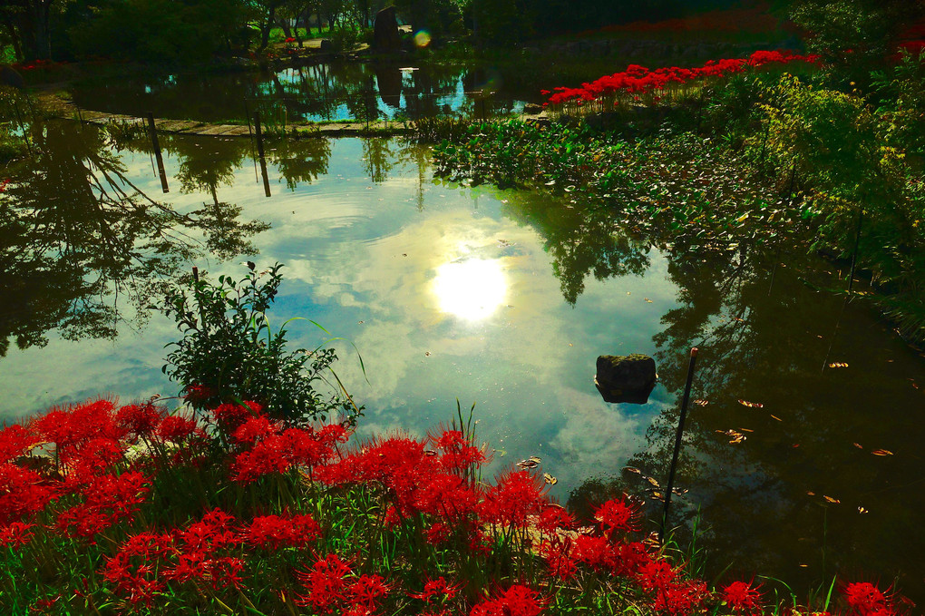✨彼岸花咲く池✨