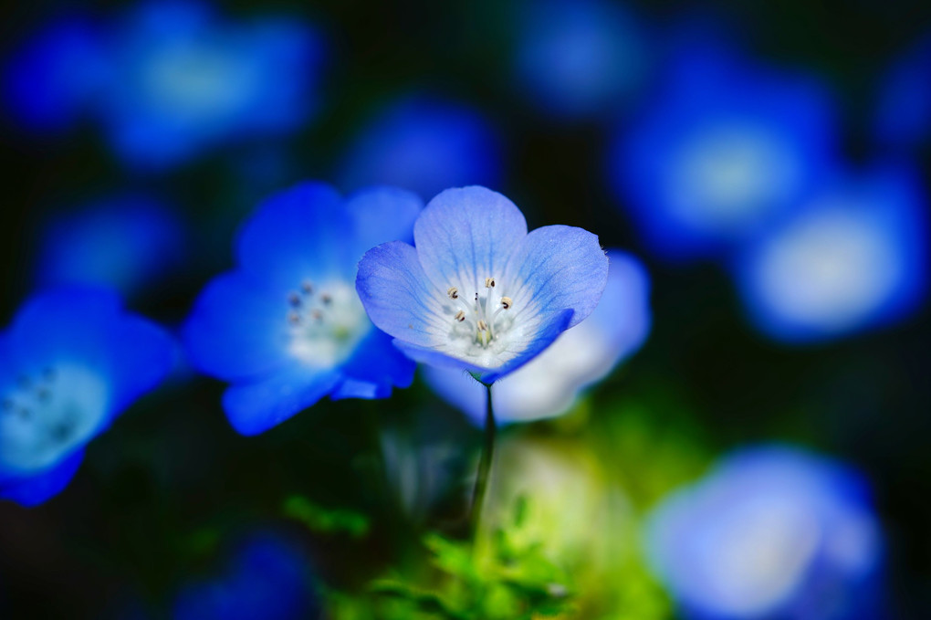 ✨木漏れ日✨