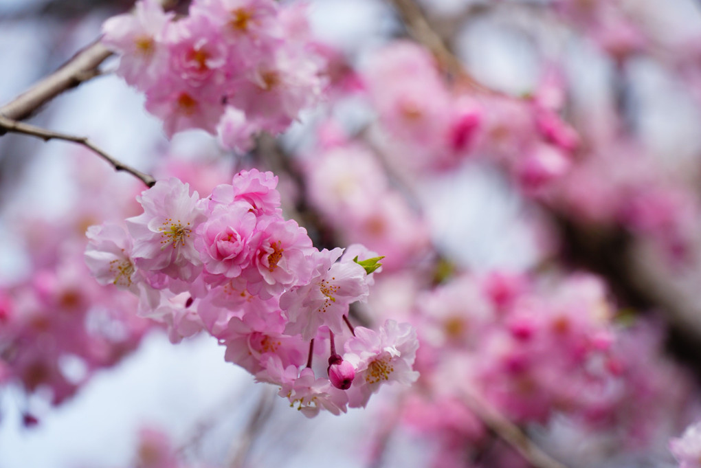 愛知県　清州城の桜