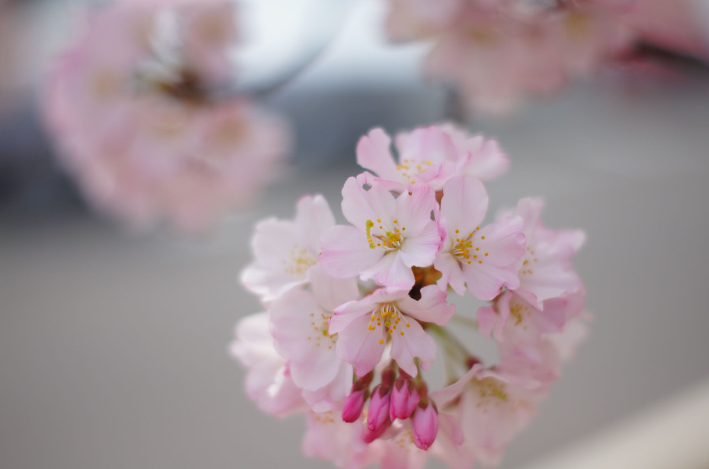 愛知県　清州城の桜