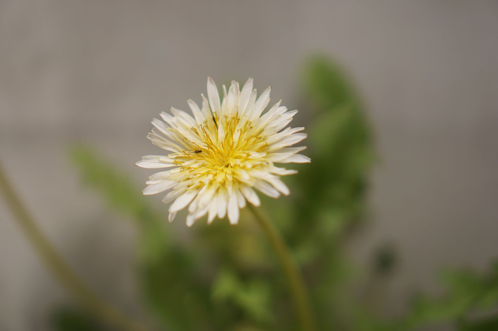 白花タンポポ