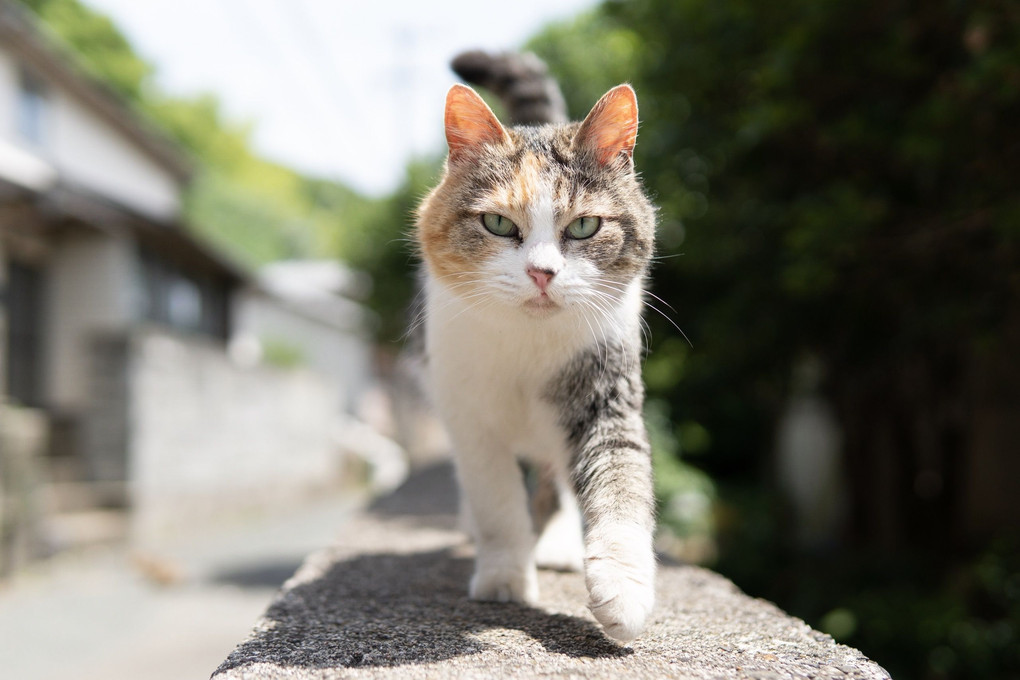 相島のイケメン