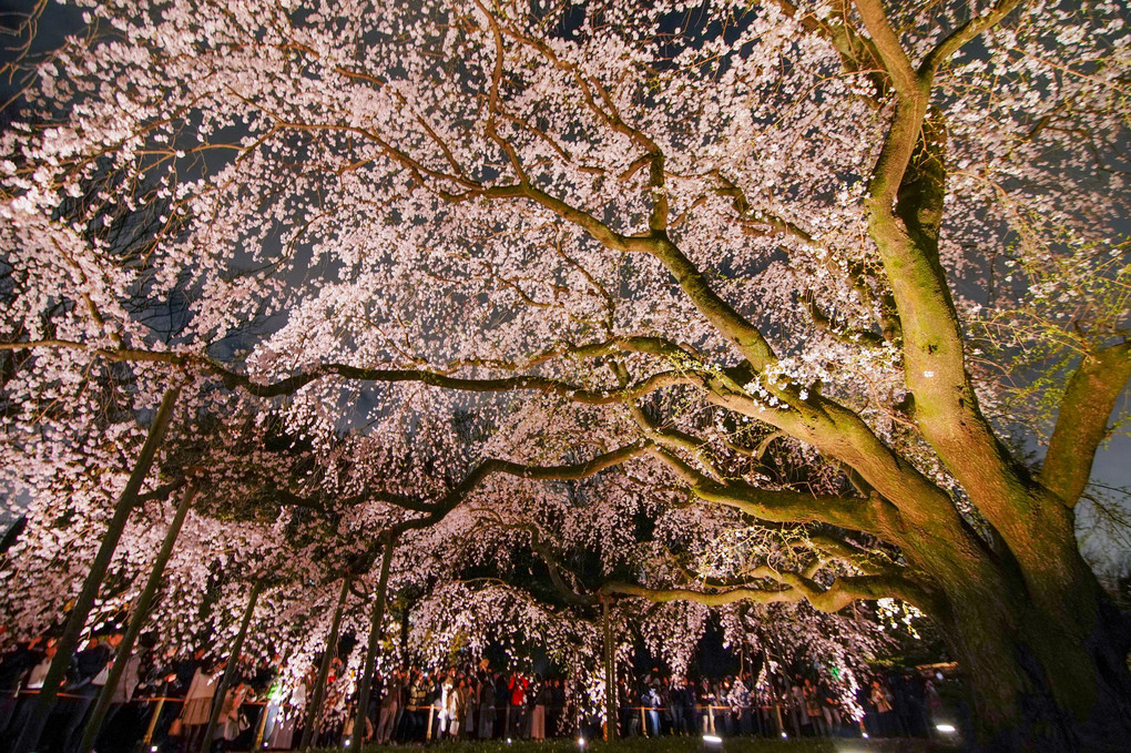 幽玄なしだれ桜