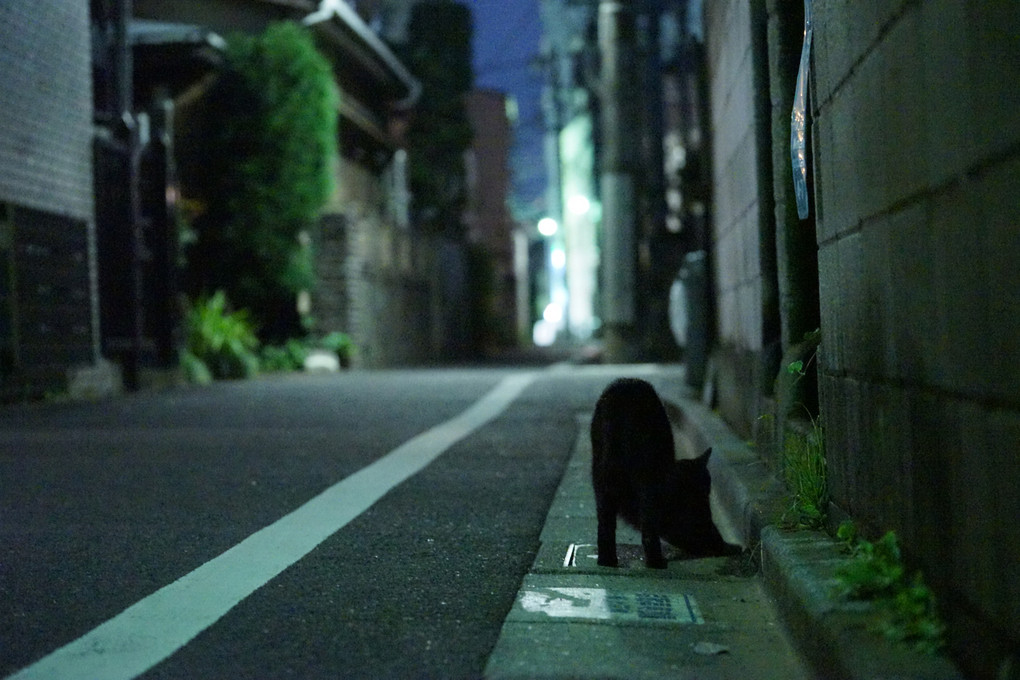 夜道と黒猫