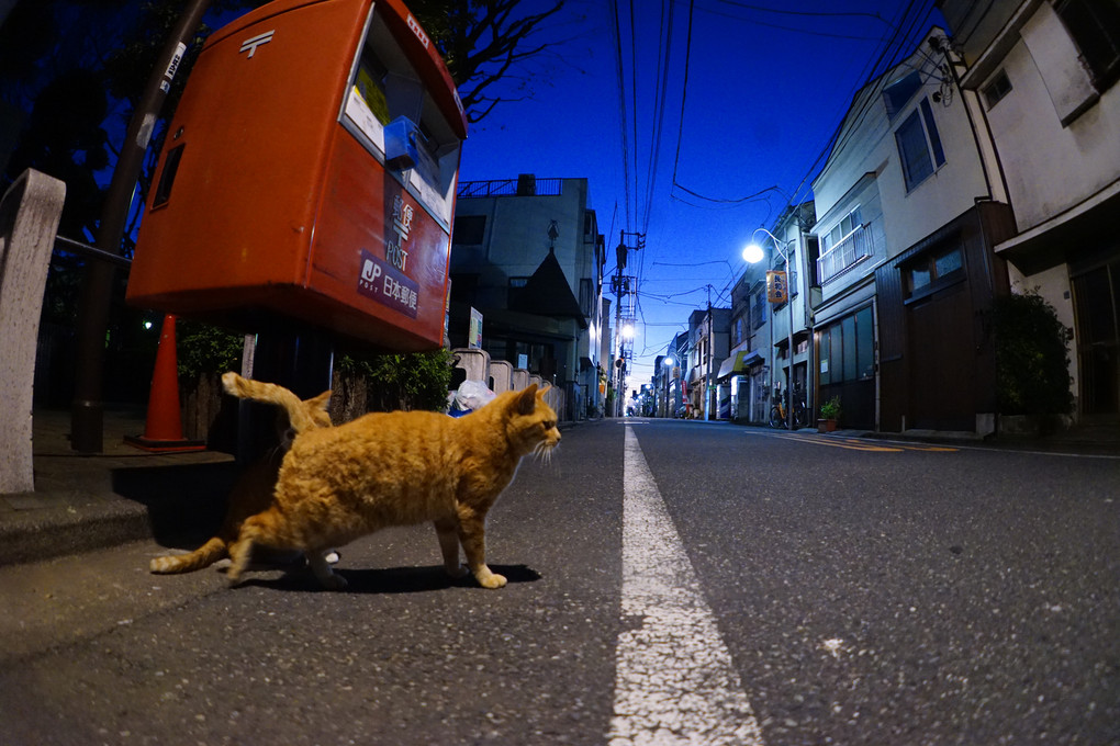 道路とポストと猫