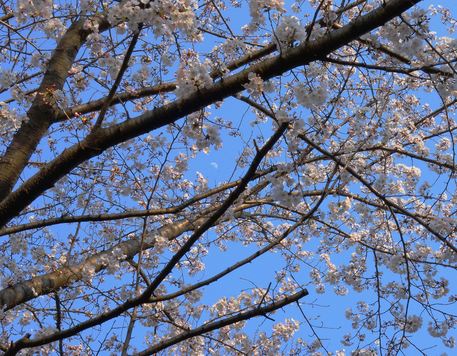 昨年2017年　桜に浮かぶ上限の月