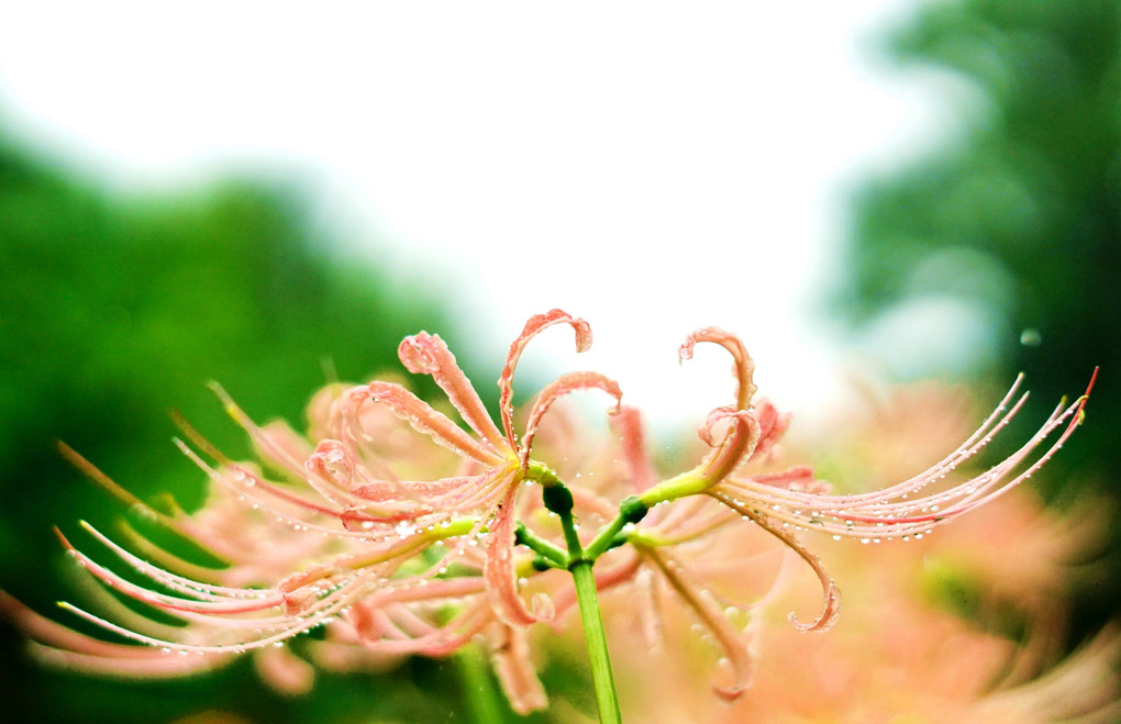 雨と彼岸花