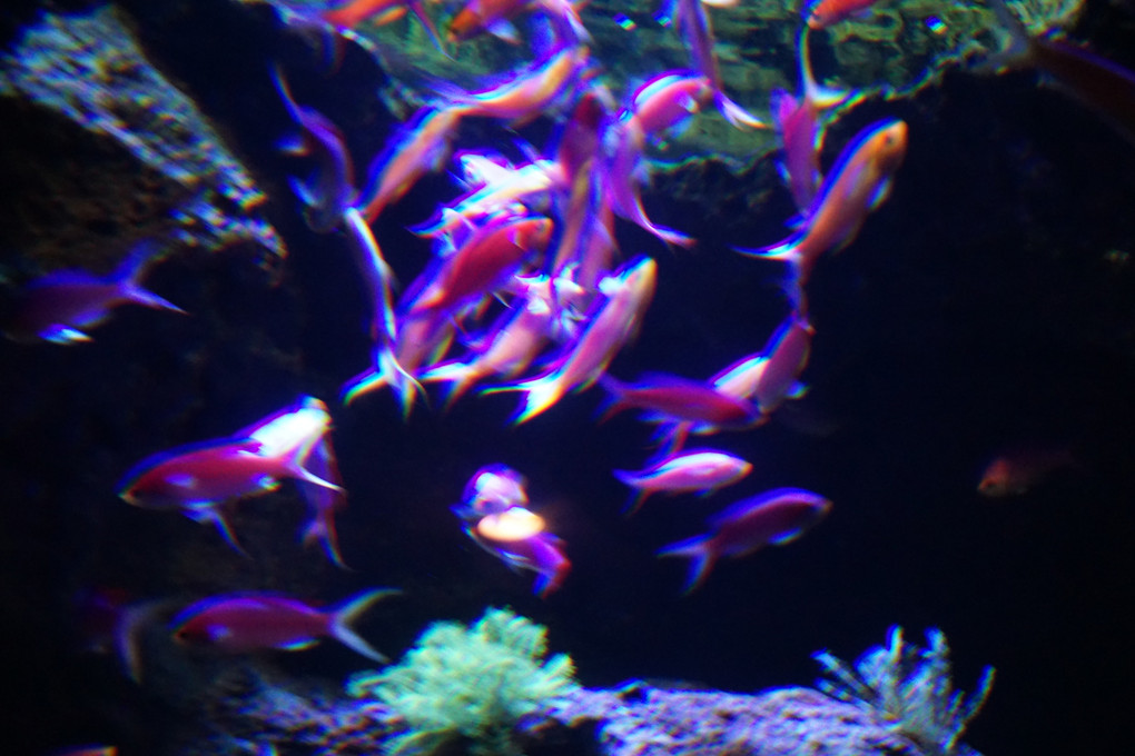 紫の魚