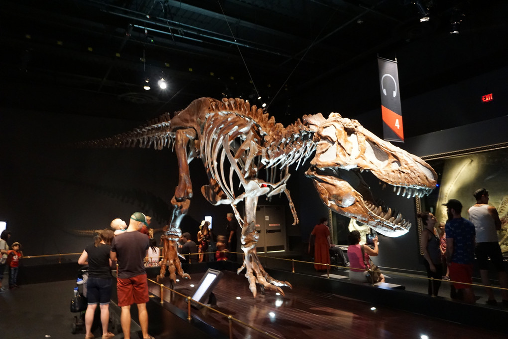 ティラノサウルス（カルガリー：ロイヤル ティレル博物館）