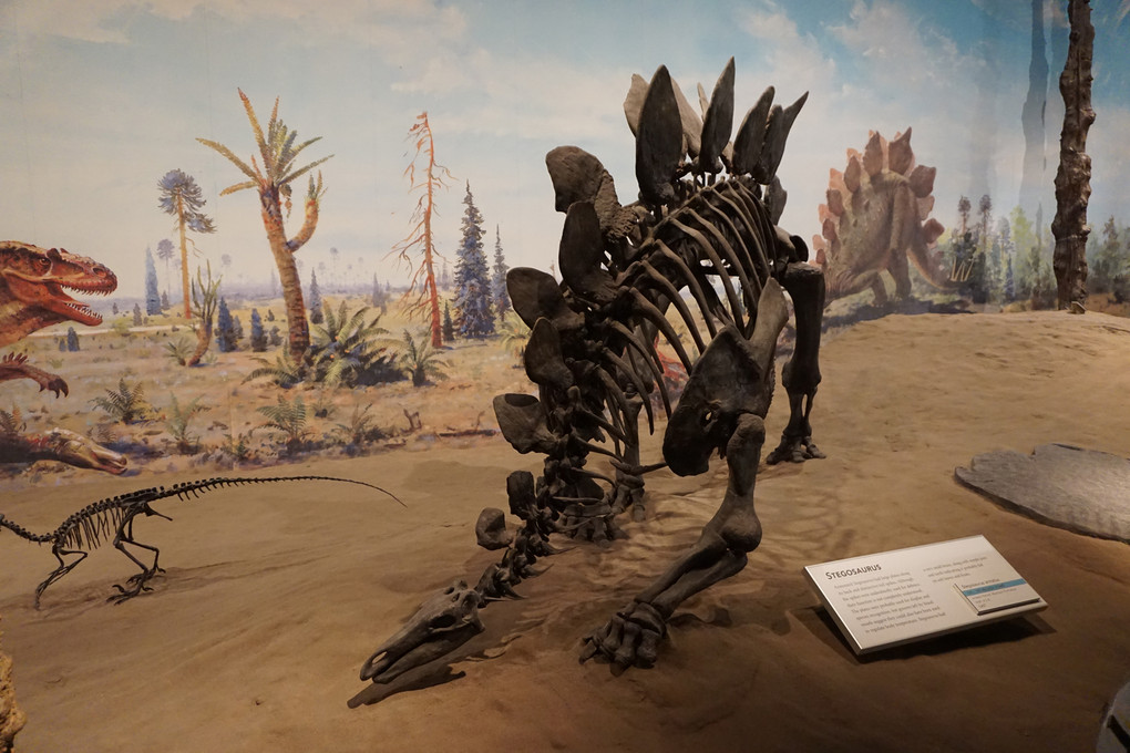ステゴサウルス（カルガリー：ロイヤル ティレル博物館）