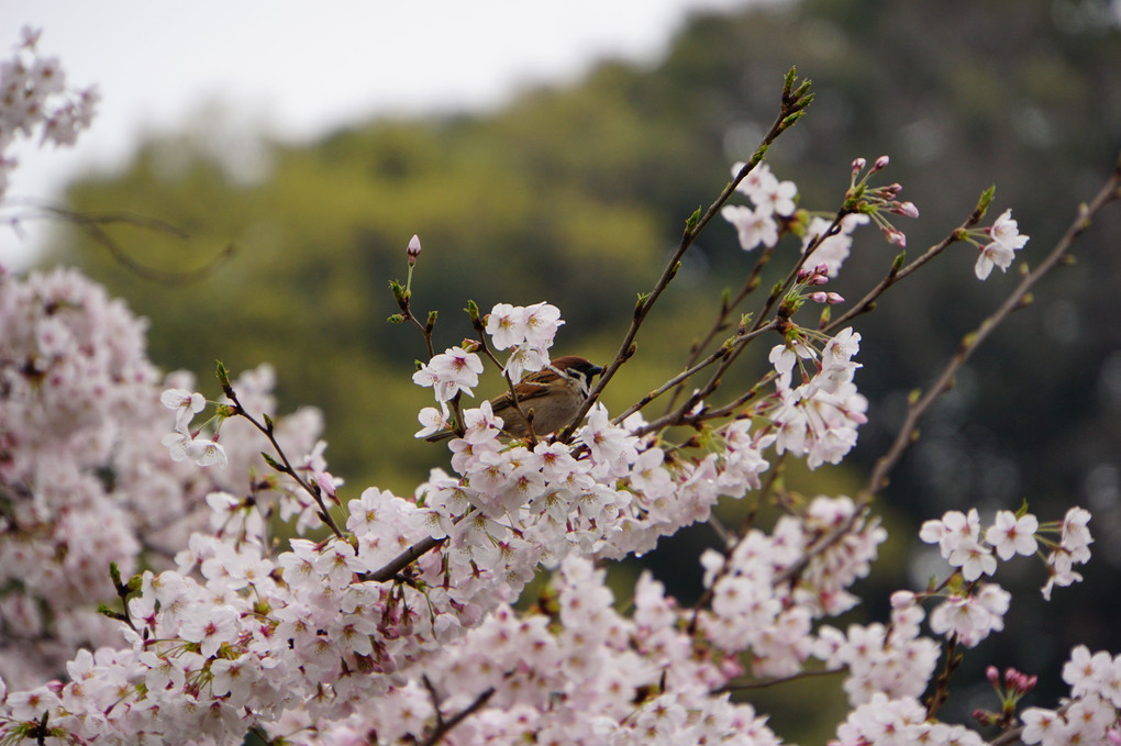 千鳥ヶ淵の桜とスズメ