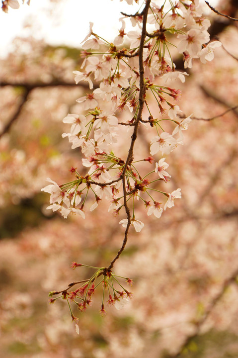 桜〜葡萄風〜