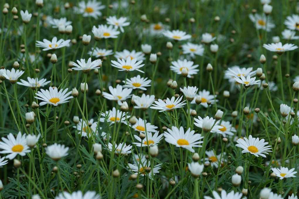 レンズ体験会植物園の巻