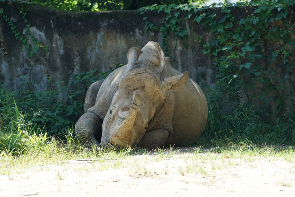 夏の福岡市動物園