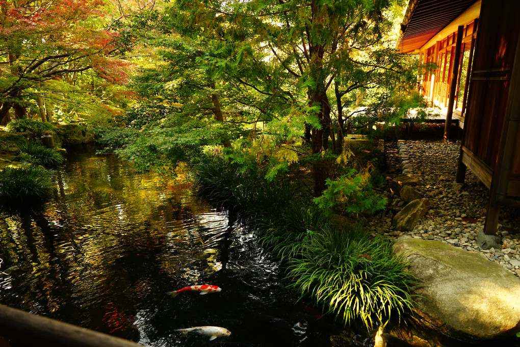 紅葉進む日本庭園