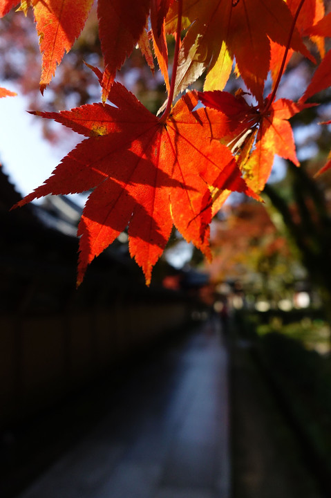 永源寺にて