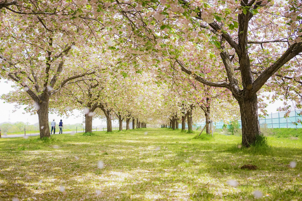 TreeRoad × sakura