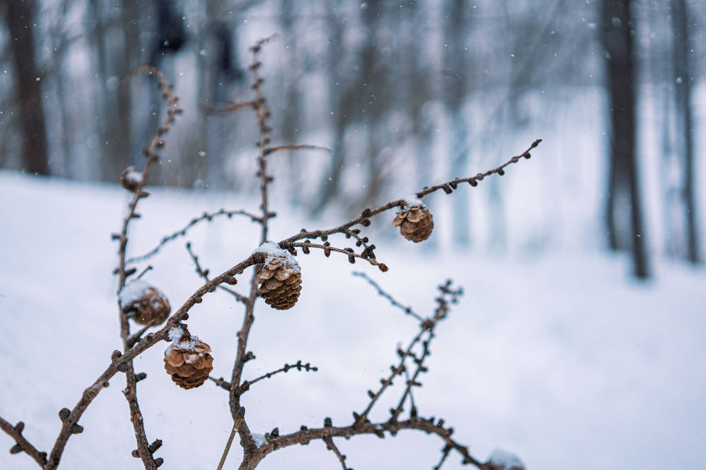 snowing × pinecone