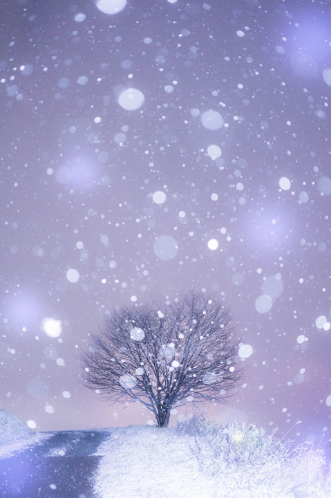 snow × tree