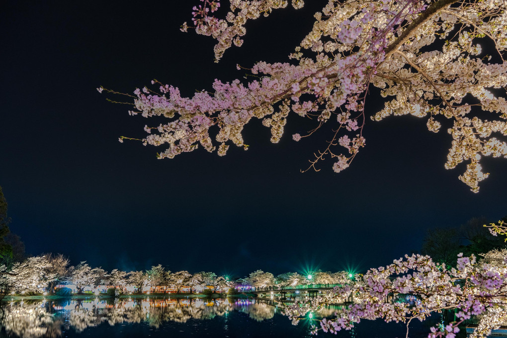 sakura × reflection