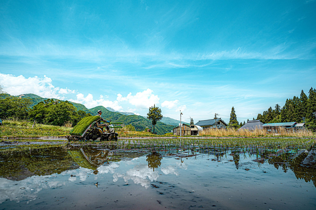 ricefield × REFLECTION