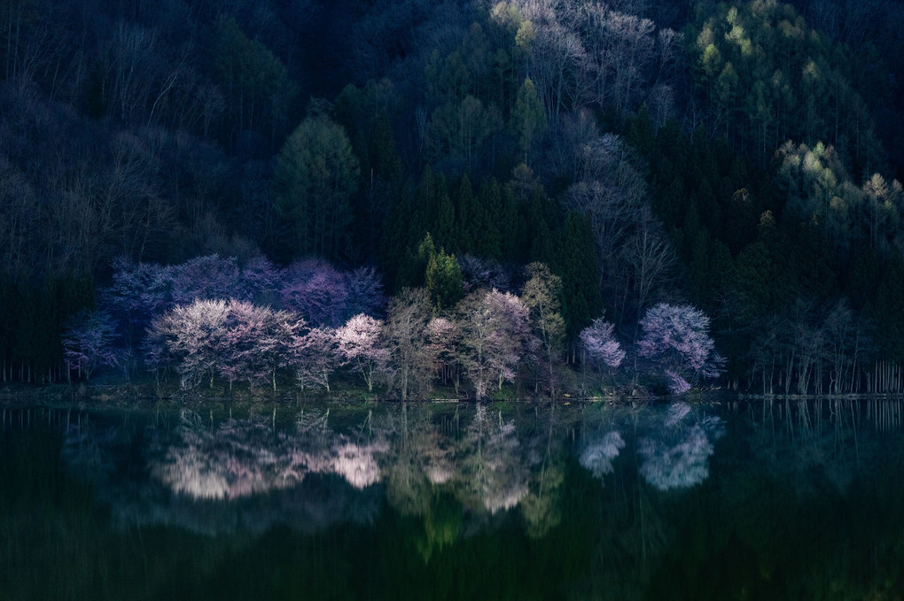 moonlight × Sakura