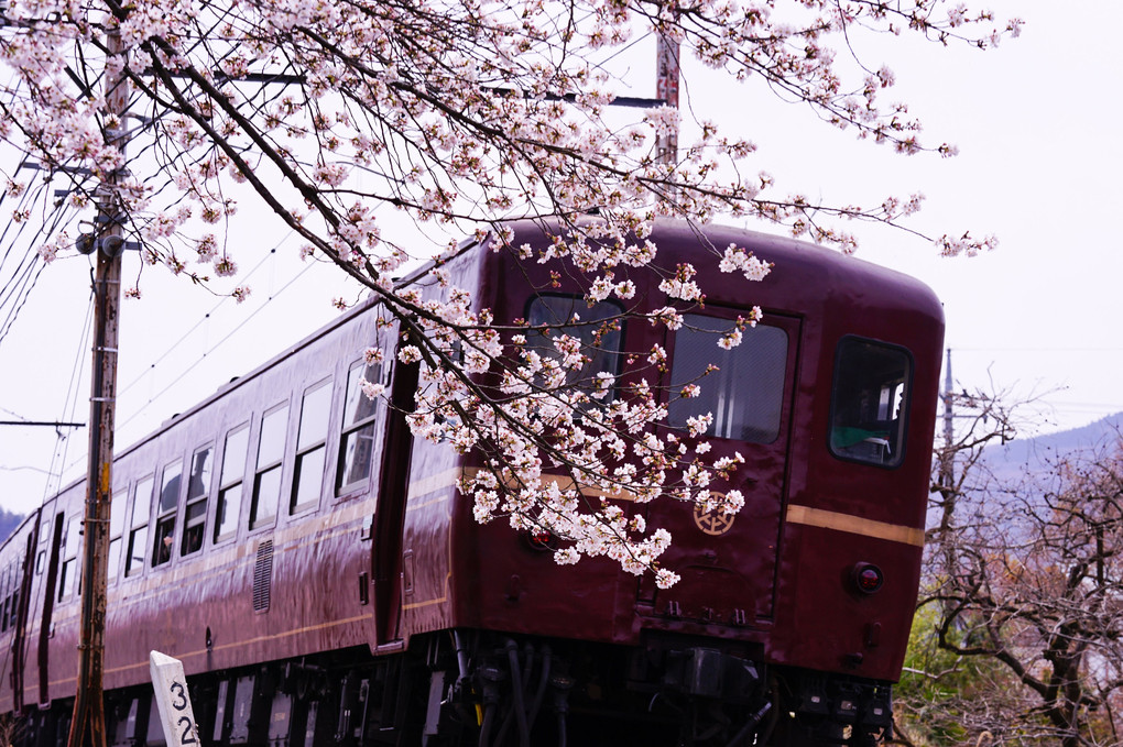 桜トンネル