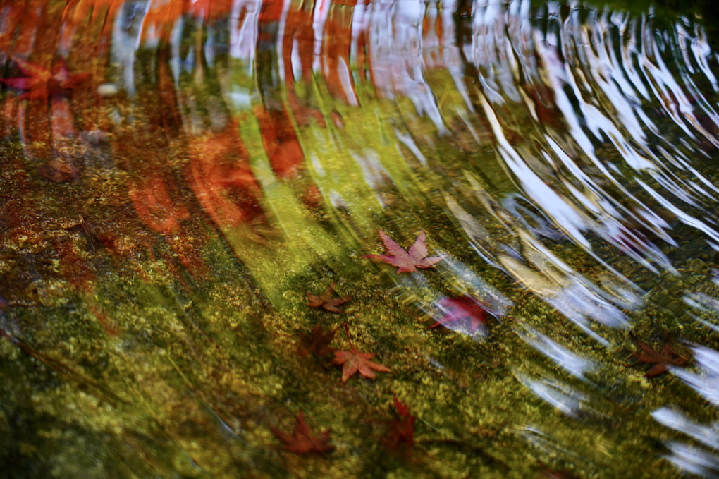 秋の京写ん歩🍁