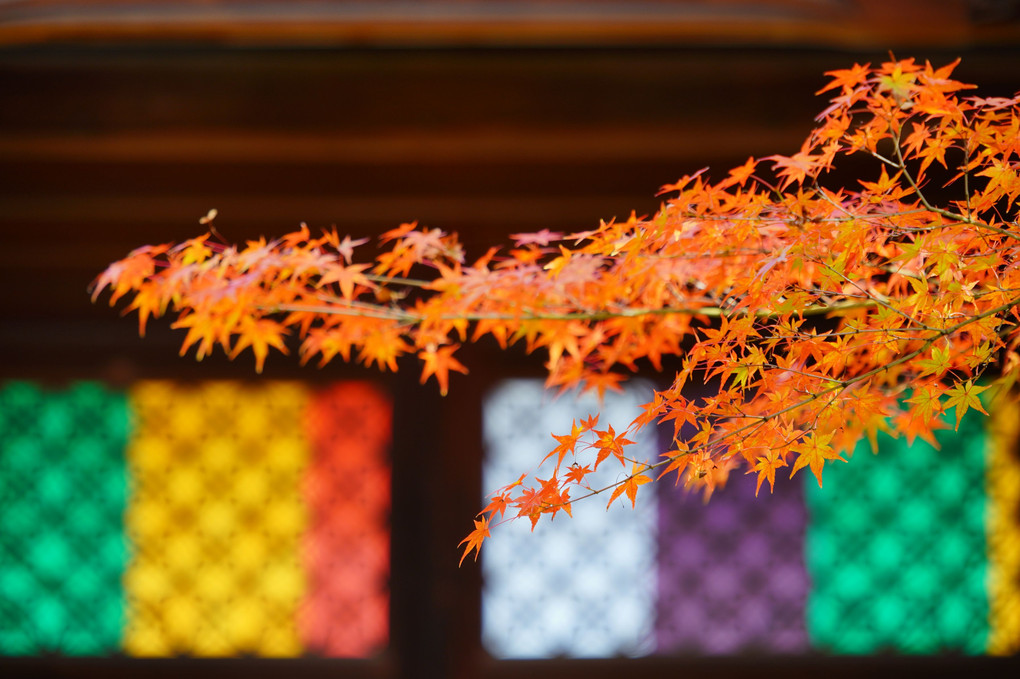 秋の京写ん歩🍁
