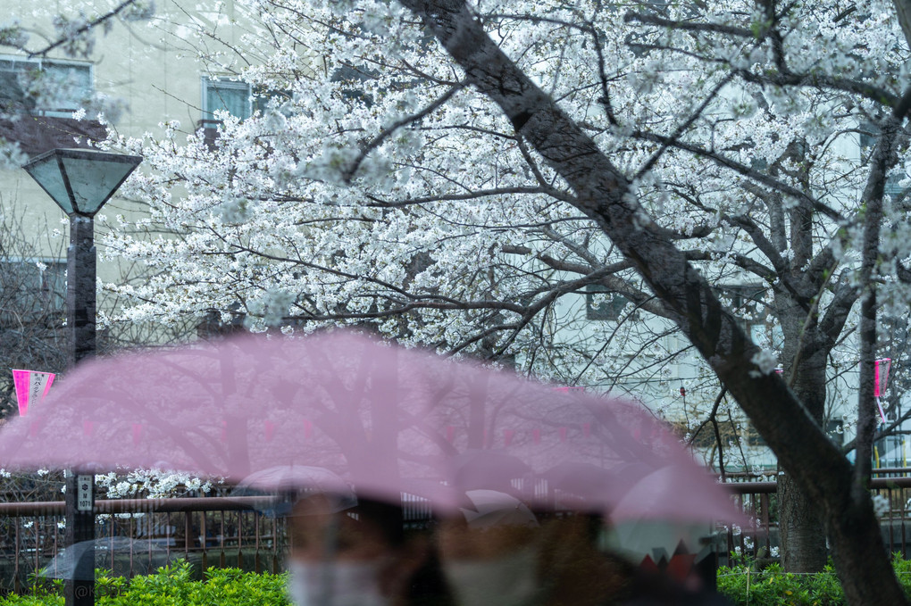 雨の桜模様