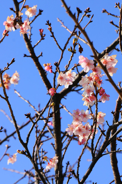 寒桜