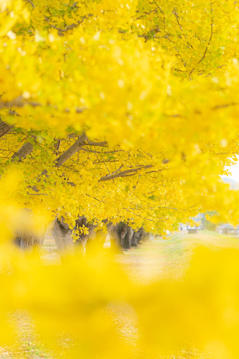 日本で最も美しい村のイチョウ並木