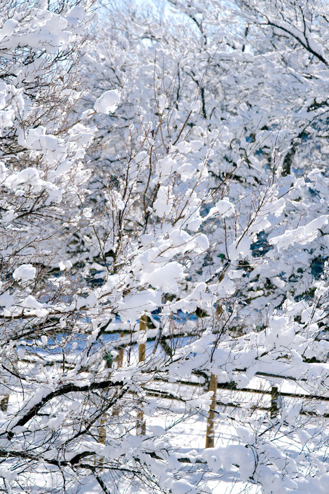 雪華の樹木