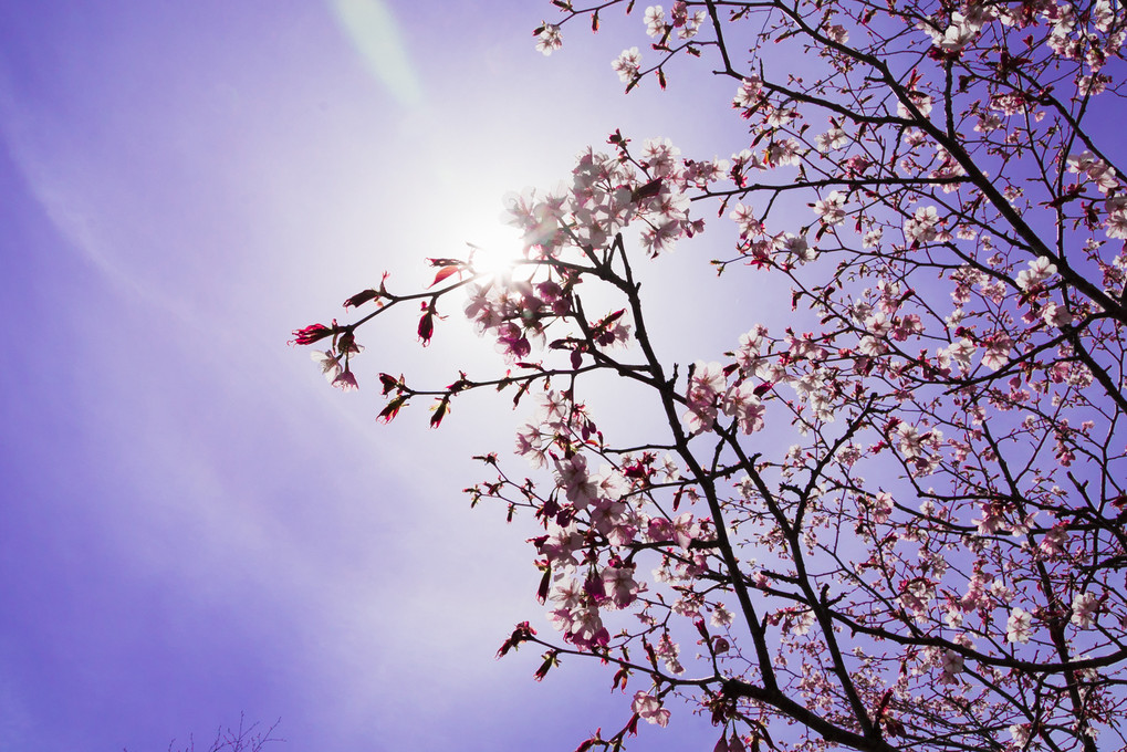 ５月の桜