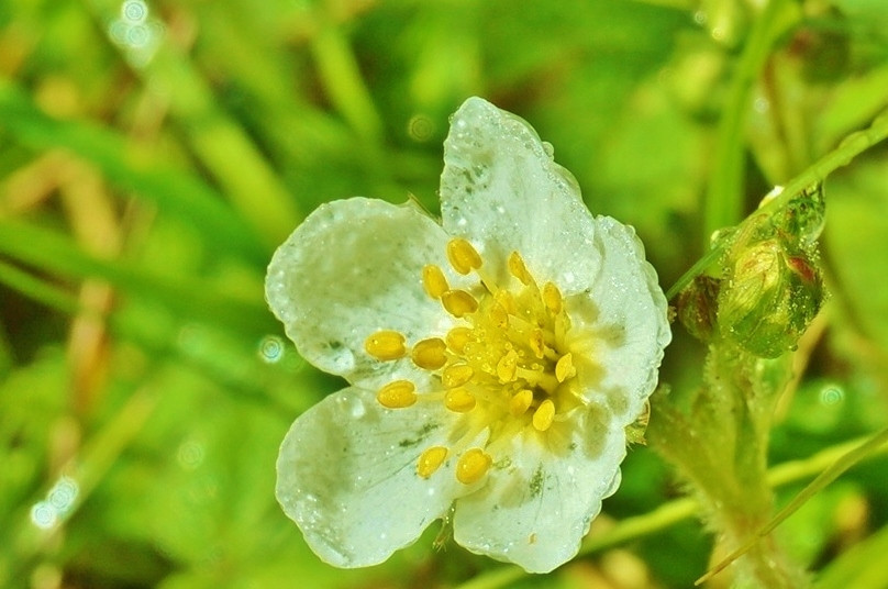 高山植物