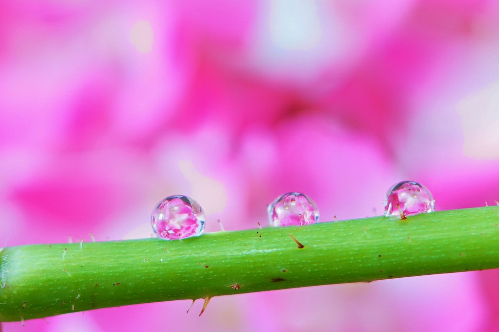 雨の日の雫