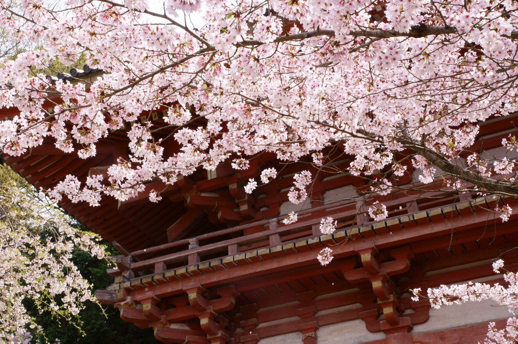 醍醐寺の桜