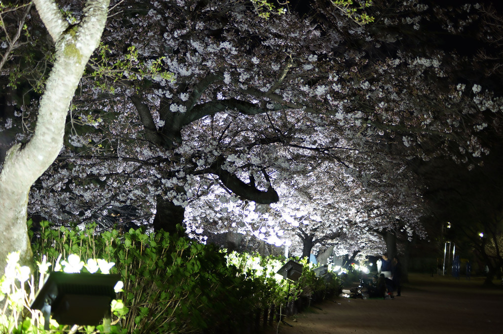 夙川公園ライトアップ