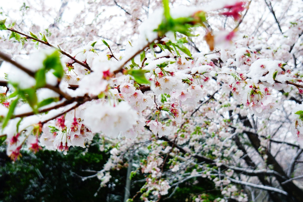 桜x雪